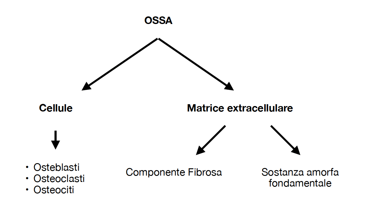 osteoporosi2