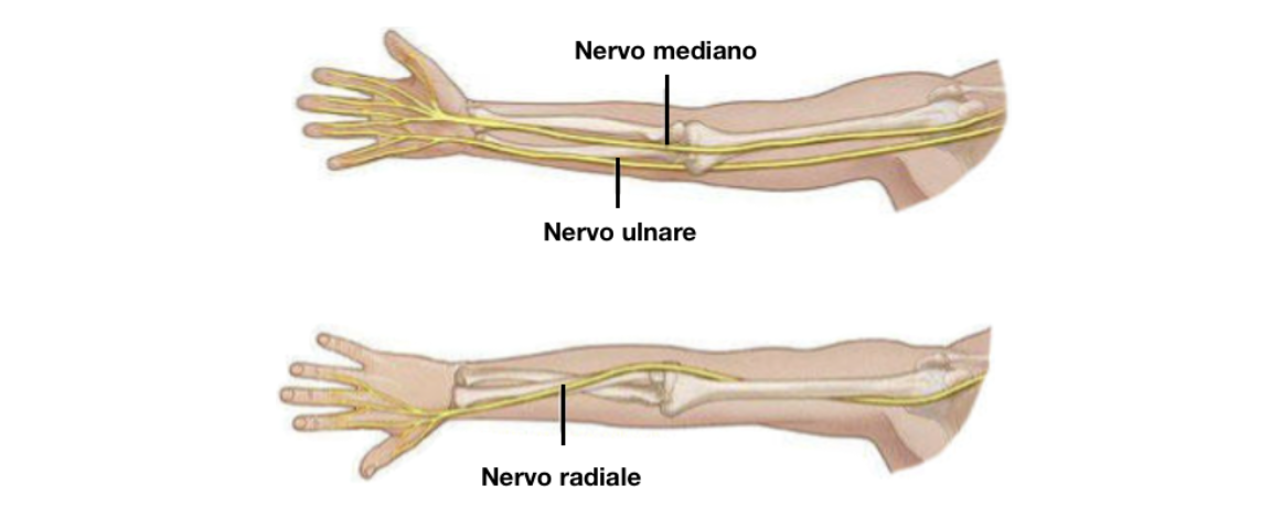Nervo mediano, ulnare e radiale Nervo mediano, ulnare e radiale