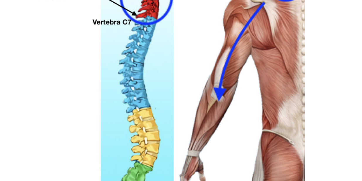 Vertebre Vertebre