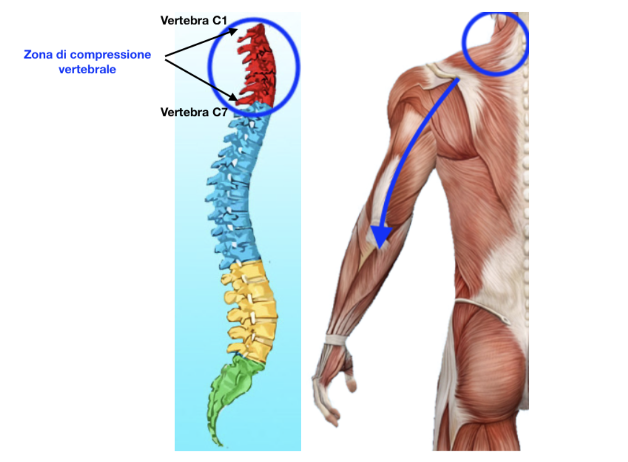 Vertebre Vertebre