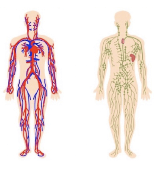 Pressoterapia UTS | Sanotech