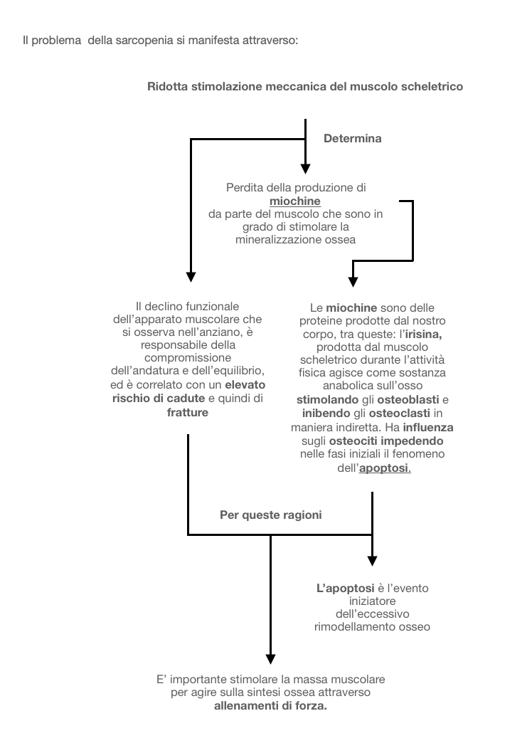 4 schema da inserire sotto sarcopenia